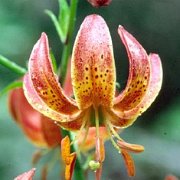 Cranberry Dancer -- floret